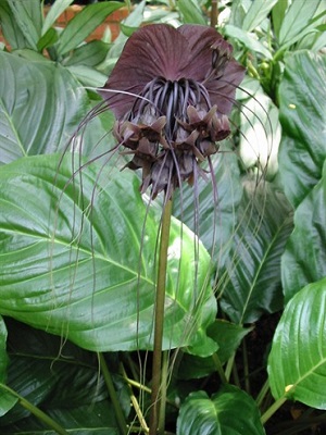 Tacca chanteri Black Bat Plant